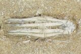 Bargain, Crinoid (Scytalocrinus) Fossil - Crawfordsville, Indiana #126180-1